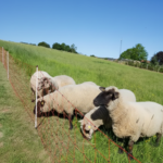 Guide d’achat du filet à moutons