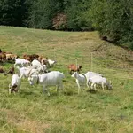 Guide d'achat des conducteurs pour chèvres