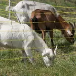 Guide d’Achat Clôture pour Chèvres