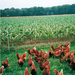 Guide d'achat des conducteurs pour volaille