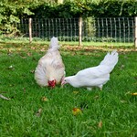 Guide d’achat des piquets pour volaille