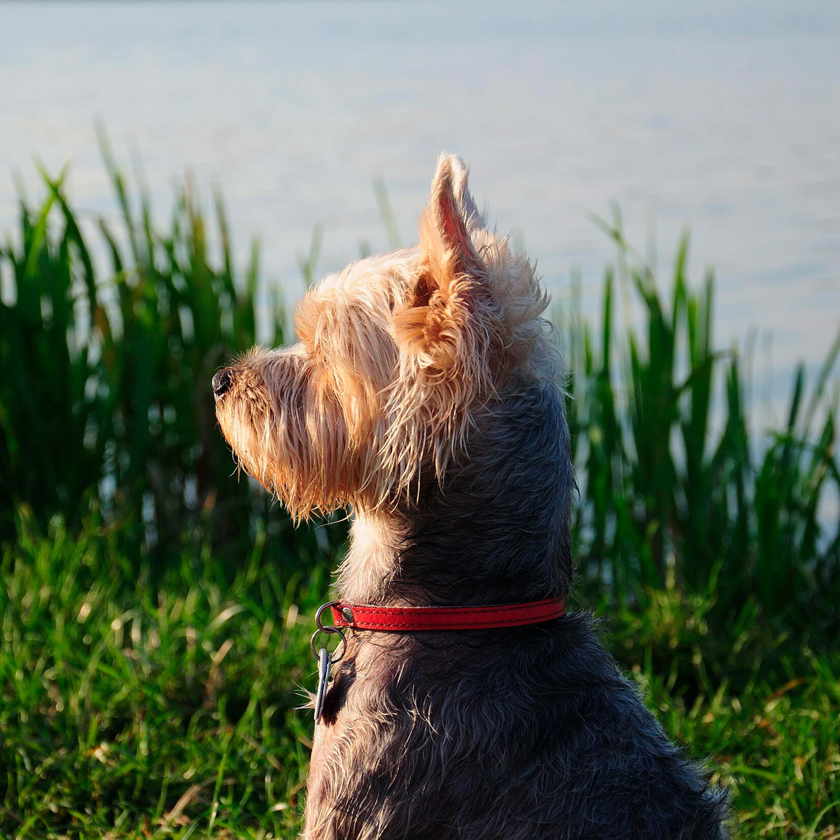 Heiniger Tondeuse/ciseaux pour chiens Heiniger Style Midi