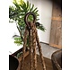 Good in Style Harpsluiting | 37x46mm | zwart Good in Style Harpsluiting | 37x46mm | zwart
