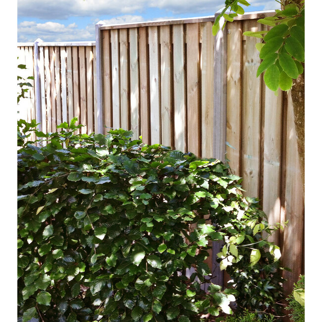 Betonpaal met diamantkop | Hout beton schutting systeem | Wit / Grijs