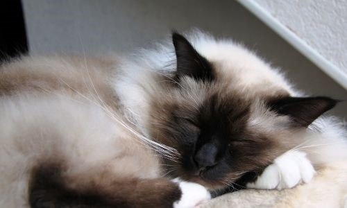 Coussin pour chat