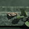 vintage Gold ring with rose diamond 14 krt