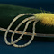 vintage Citrien collier met gouden sluiting 14 krt