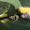 vintage Gold vintage ring with cat eye colour stone 18 krt