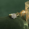 vintage Gouden vintage entourage ring met diamant 14 krt