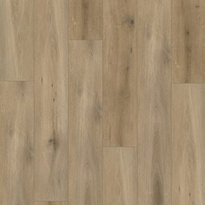 Gelasta Callisto 4103