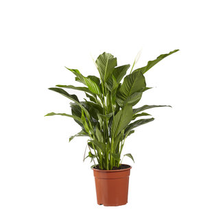 Lepelplant Spathiphyllum Sweet Lauretta