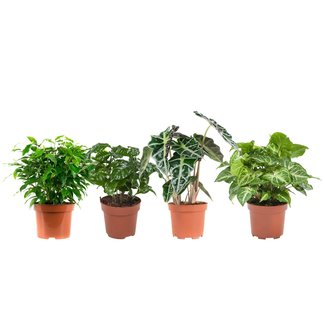 "Ficus, Koffieplant, Olifantsoor of Skeletplant, Syngonium Arrow