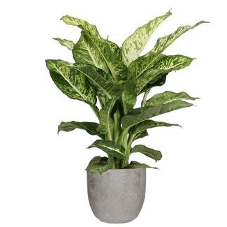 Dieffenbachia Mars in Mica sierpot Jimmy (lichtgrijs)