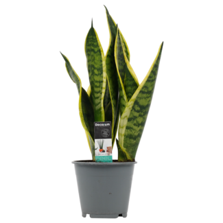 Decorum Sansevieria Superba