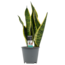 Decorum Sansevieria Superba