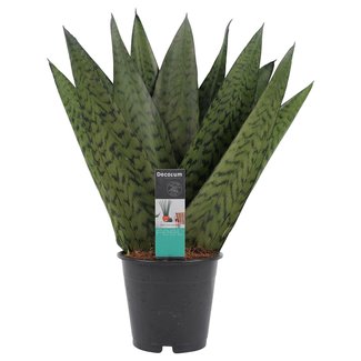 Decorum Sansevieria Zeylanica