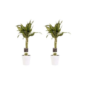 Decorum Duo 2 x Dracaena Sandriana victory met Anna white