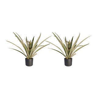 Decorum Duo 2 x Ananas Champaca met Elho B.for soft antracite