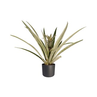 Decorum Ananas Champaca met Elho B.for soft antracite