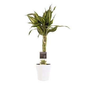 Decorum Dracaena Sandriana victory met Anna white