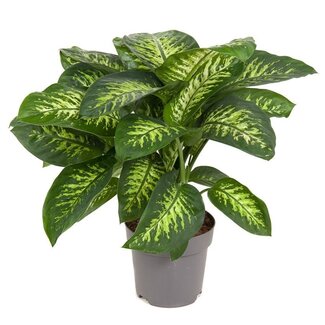 Dieffenbachia Reeva