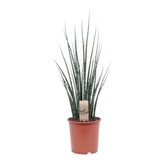 Sansevieria Fernwood Mikado