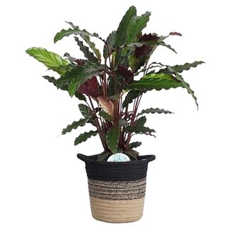 Calathea Rufibarba  in plantenmand Sumatra