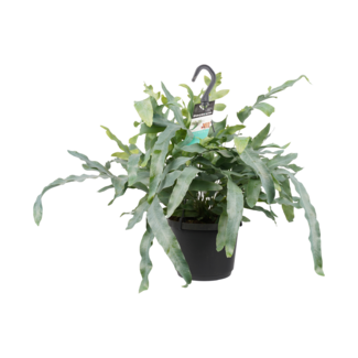 Decorum Phlebodium aureum 'Blue Star'