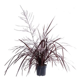 Cordyline x Festival® Burgundy