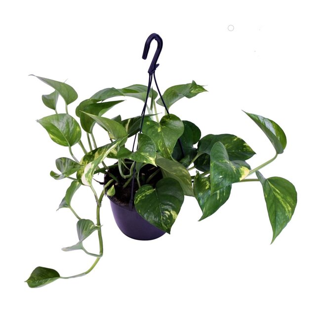 Scindapsus  Aureum (hangplant)