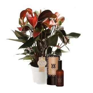 Set Anthurium "Rainbow" en interieur parfum (World of Opportunities)