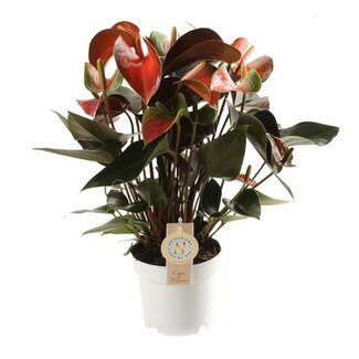 Anthurium "Rainbow"