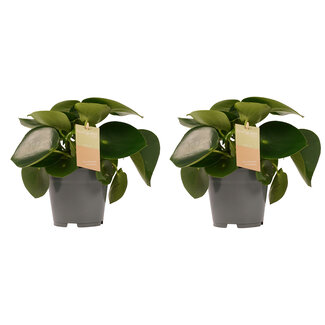 Decorum Duo Peperomia Raindrop Feel Green