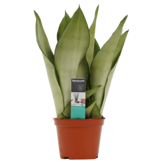 Decorum Sansevieria Moonshine