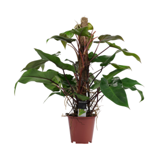 Decorum Philodendron Red Emerald