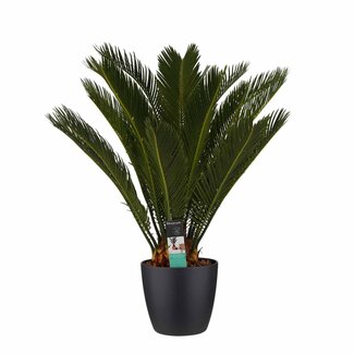 Decorum Cycas Revoluta met Elho brussels black