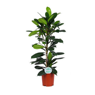 Ficus Cyathistipula