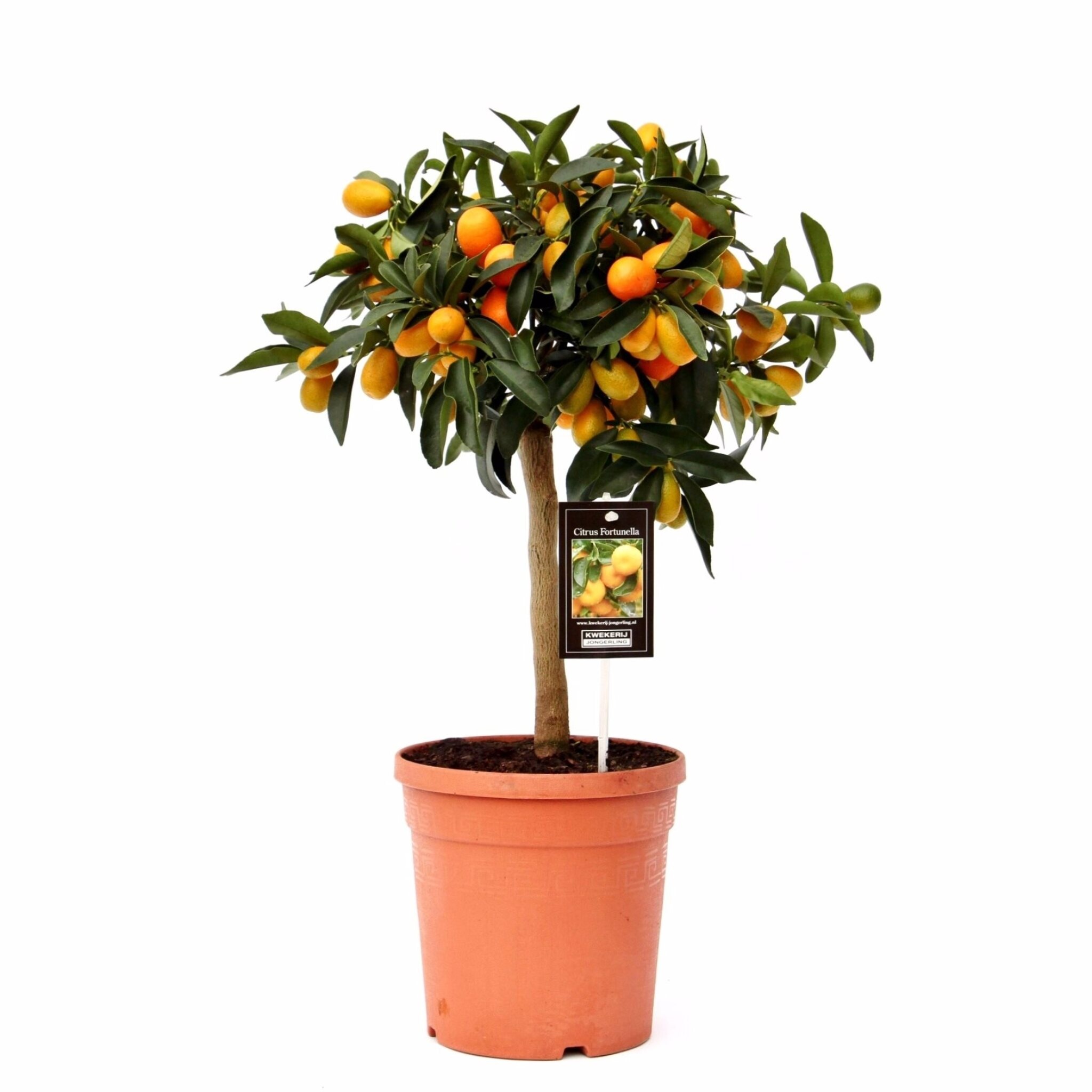 Planten.nu Kumquat kopen Planten.nu kamerplanten kopen