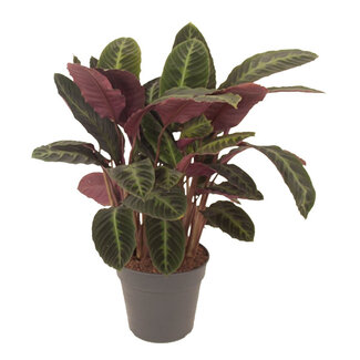 Calathea Warscewiczii