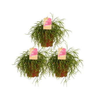 Rhipsalis cashero