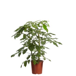 Schefflera Amate, Vingersboom