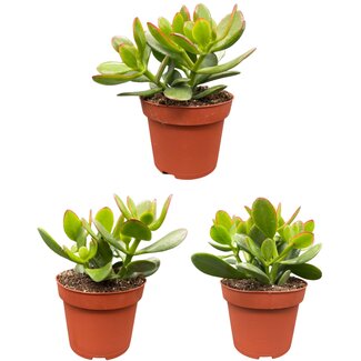 Succulenten- Crassula Ovata - ↕15-20cm (3 Stuks)