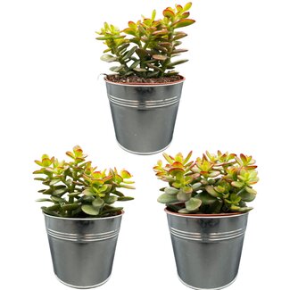 Succulenten- Crassula Minor - ↕15-20cm (3 Stuks) - Zinc - Ø13 cm