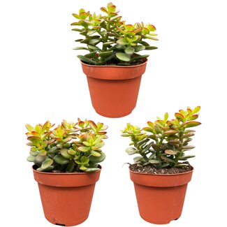 Succulenten- Crassula Minor - ↕15-20cm (3 Stuks)