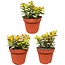 Succulenten- Crassula Minor - ↕15-20cm (3 Stuks)