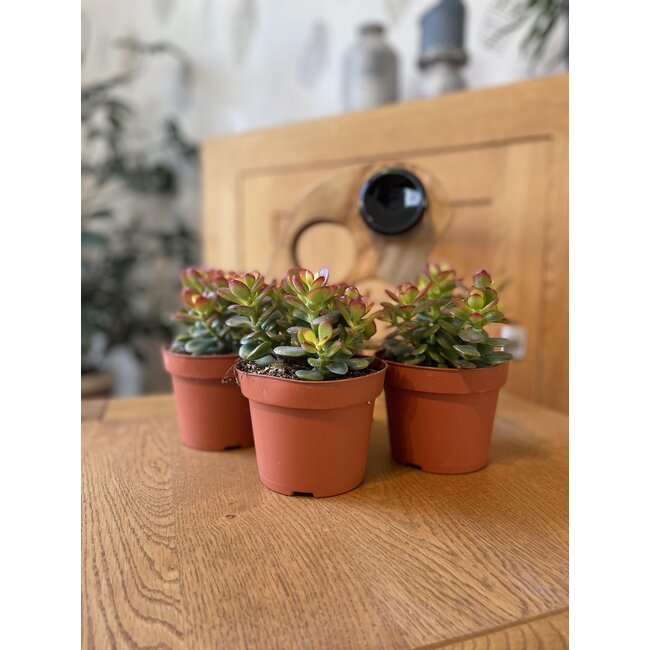 Succulenten- Crassula Minor - ↕15-20cm (3 Stuks)