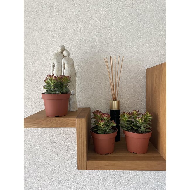 Succulenten- Crassula Minor - ↕15-20cm (3 Stuks)