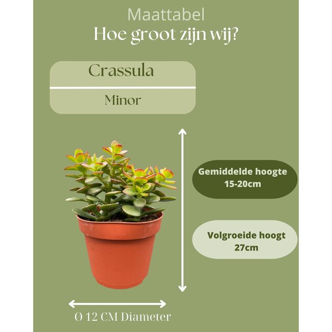 Succulenten- Crassula Minor - ↕15-20cm (3 Stuks)