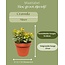 Succulenten- Crassula Minor - ↕15-20cm (3 Stuks)