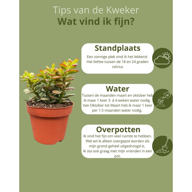 Succulenten- Crassula Minor - ↕15-20cm (3 Stuks)